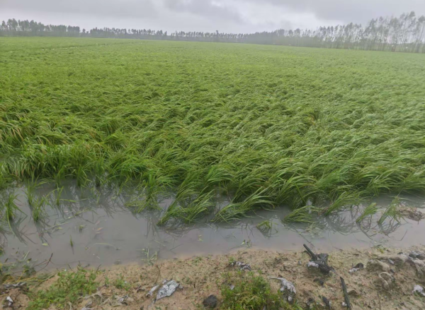 港美股配资 灌浆关键期遇狂风暴雨！粤西稻农抢时间复产